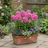 Set of 3 or 6 Phlox ‘Fabulous Rose’ Hardy Perennial Plants, Fragrant, Bee Friendly, Summer Flowering, Outdoor Garden Ready, 1 Litre Root-Ball - Frankton's