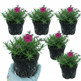 Set of 3 or 6 Phlox ‘Fabulous Rose’ Hardy Perennial Plants, Fragrant, Bee Friendly, Summer Flowering, Outdoor Garden Ready, 1 Litre Root-Ball - Frankton's