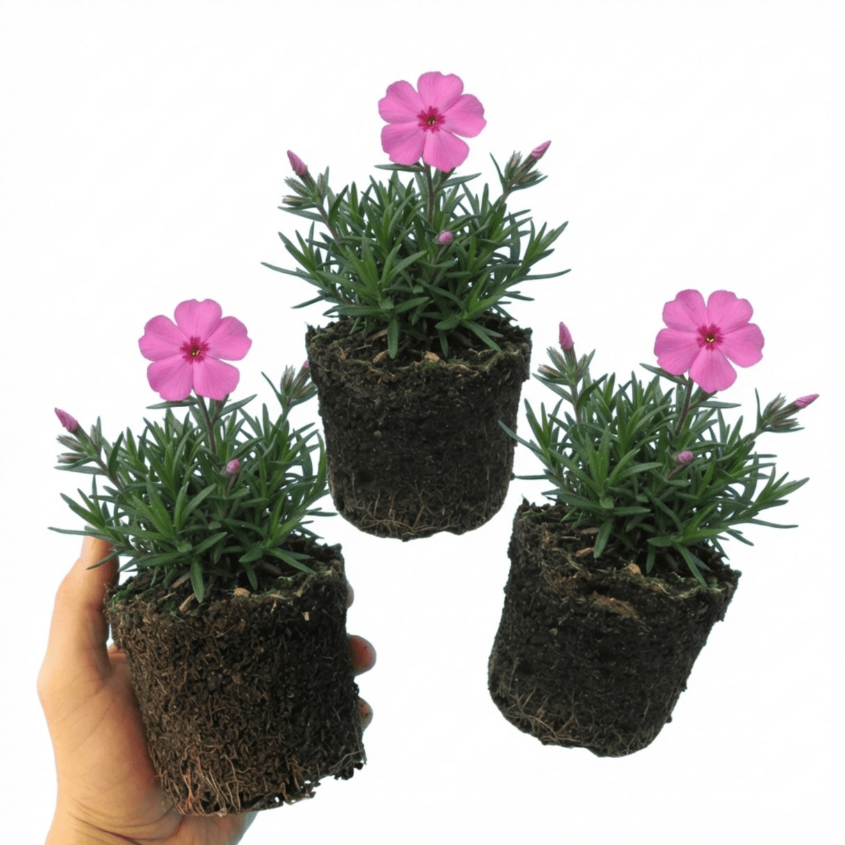 Set of 3 or 6 Phlox ‘Fabulous Rose’ Hardy Perennial Plants, Fragrant, Bee Friendly, Summer Flowering, Outdoor Garden Ready, 1 Litre Root-Ball - Frankton's