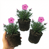 Set of 3 or 6 Phlox ‘Fabulous Rose’ Hardy Perennial Plants, Fragrant, Bee Friendly, Summer Flowering, Outdoor Garden Ready, 1 Litre Root-Ball - Frankton's