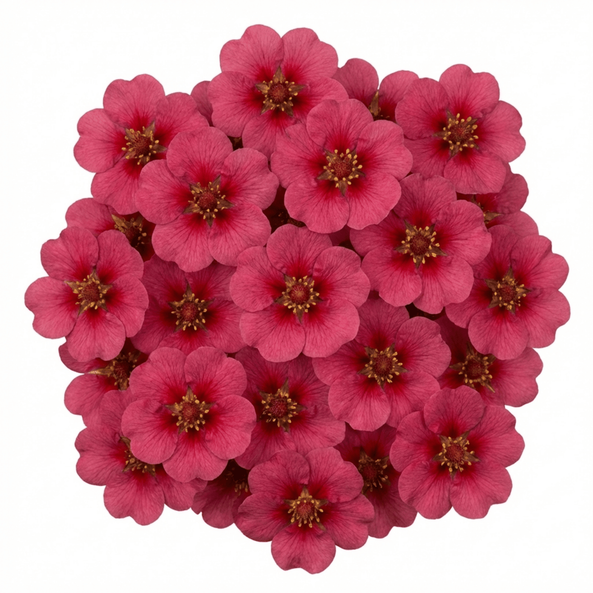 Set of 3 or 6 Potentilla Miss Wilmott Hardy Perennial Shrub Plants, Bee Friendly Summer Flowering, Outdoor Garden Ready, 1 Litre Root-Ball - Frankton's