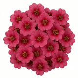 Set of 3 or 6 Potentilla Miss Wilmott Hardy Perennial Shrub Plants, Bee Friendly Summer Flowering, Outdoor Garden Ready, 1 Litre Root-Ball - Frankton's