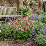 Set of 3 or 6 Potentilla Miss Wilmott Hardy Perennial Shrub Plants, Bee Friendly Summer Flowering, Outdoor Garden Ready, 1 Litre Root-Ball - Frankton's