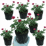 Set of 3 or 6 Potentilla Miss Wilmott Hardy Perennial Shrub Plants, Bee Friendly Summer Flowering, Outdoor Garden Ready, 1 Litre Root-Ball - Frankton's
