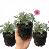 Set of 3 or 6 Potentilla Miss Wilmott Hardy Perennial Shrub Plants, Bee Friendly Summer Flowering, Outdoor Garden Ready, 1 Litre Root-Ball - Frankton's