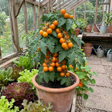 Set of 3 or 6 Premium Grafted Stargold Cherry Tomato Plants, Sweet Golden Fruit, Outdoor Garden Ready, 1L Root Ball - Frankton's