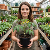 Set of 3 or 6 Premium Grafted Stargold Cherry Tomato Plants, Sweet Golden Fruit, Outdoor Garden Ready, 1L Root Ball - Frankton's