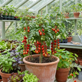 Set of 3 or 6 Premium Grafted Trilly Tomato Plants, High Yield Vegetable Plants, Ready to Plant, Outdoor Garden Ready, 1L Root Ball - Frankton's