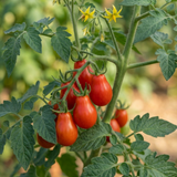 Set of 3 or 6 Premium Grafted Trilly Tomato Plants, High Yield Vegetable Plants, Ready to Plant, Outdoor Garden Ready, 1L Root Ball - Frankton's