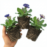 Set of 3 or 6 Primrose Chameleon Blue Hardy Perennial Plants, Colour Changing Spring Flowers, Outdoor Garden Ready, 1 Litre Root-Ball - Frankton's