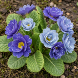 Set of 3 or 6 Primrose Chameleon Blue Hardy Perennial Plants, Colour Changing Spring Flowers, Outdoor Garden Ready, 1 Litre Root-Ball - Frankton's
