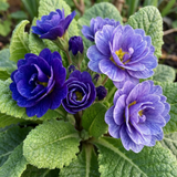 Set of 3 or 6 Primrose Chameleon Blue Hardy Perennial Plants, Colour Changing Spring Flowers, Outdoor Garden Ready, 1 Litre Root-Ball - Frankton's