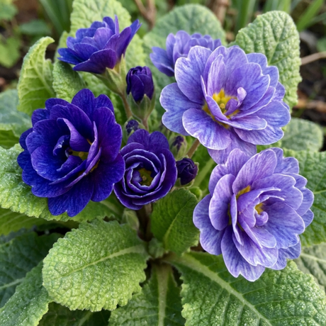 Set of 3 or 6 Primrose Chameleon Blue Hardy Perennial Plants, Colour Changing Spring Flowers, Outdoor Garden Ready, 1 Litre Root-Ball - Frankton's