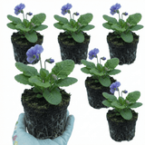 Set of 3 or 6 Primrose Chameleon Blue Hardy Perennial Plants, Colour Changing Spring Flowers, Outdoor Garden Ready, 1 Litre Root-Ball - Frankton's