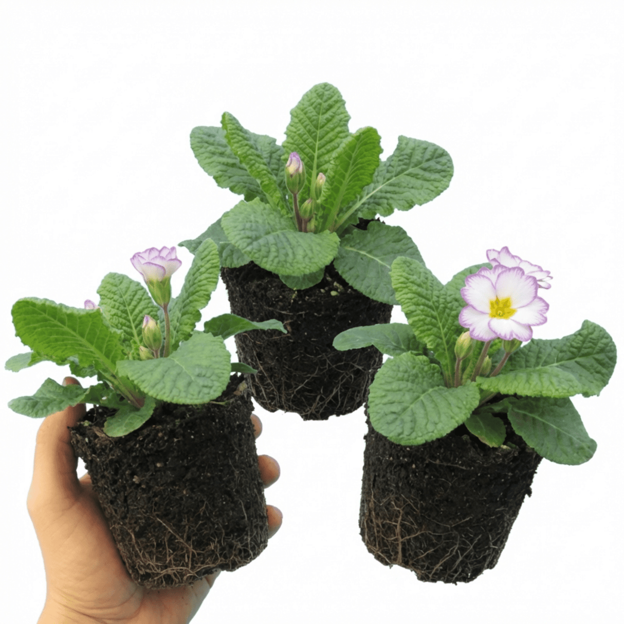 Set of 3 or 6 Primrose Queen Lilac Picotee Plants, Hardy Perennial, Spring & Autumn Flowering, Outdoor Garden Ready, 1 Litre Root-Ball - Frankton's