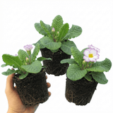 Set of 3 or 6 Primrose Queen Lilac Picotee Plants, Hardy Perennial, Spring & Autumn Flowering, Outdoor Garden Ready, 1 Litre Root-Ball - Frankton's