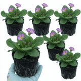 Set of 3 or 6 Primrose Queen Lilac Picotee Plants, Hardy Perennial, Spring & Autumn Flowering, Outdoor Garden Ready, 1 Litre Root-Ball - Frankton's