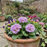 Set of 3 or 6 Primrose Queen Lilac Picotee Plants, Hardy Perennial, Spring & Autumn Flowering, Outdoor Garden Ready, 1 Litre Root-Ball - Frankton's