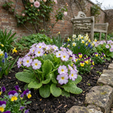 Set of 3 or 6 Primrose Queen Lilac Picotee Plants, Hardy Perennial, Spring & Autumn Flowering, Outdoor Garden Ready, 1 Litre Root-Ball - Frankton's