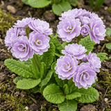 Set of 3 or 6 Primrose Queen Lilac Picotee Plants, Hardy Perennial, Spring & Autumn Flowering, Outdoor Garden Ready, 1 Litre Root-Ball - Frankton's