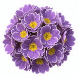 Set of 3 or 6 Primrose Queen Lilac Picotee Plants, Hardy Perennial, Spring & Autumn Flowering, Outdoor Garden Ready, 1 Litre Root-Ball - Frankton's