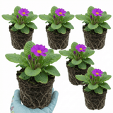 Set of 3 or 6 Primrose ‘Queen Neon Violet’ Hardy Perennial Plants, Bee Friendly Spring Flowering, Outdoor Garden Ready, 1 Litre Root-Ball - Frankton's