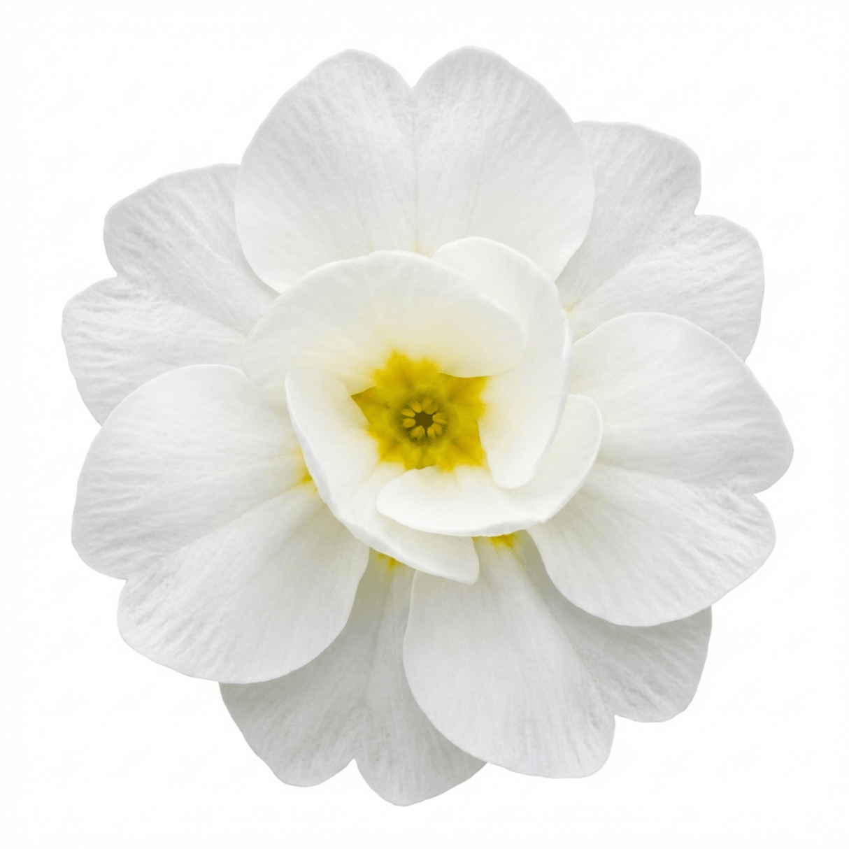 Set of 3 or 6 Primrose Queen White Hardy Perennial Plants, Spring Flowering, Outdoor Garden Ready, 1 Litre Root-Ball - Frankton's