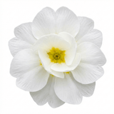 Set of 3 or 6 Primrose Queen White Hardy Perennial Plants, Spring Flowering, Outdoor Garden Ready, 1 Litre Root-Ball - Frankton's