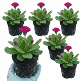 Set of 3 or 6 Primula Denticulata Deep Rose Hardy Perennial Plants, Spring Flowering, Outdoor Garden Ready, 1 Litre Root-Ball - Frankton's