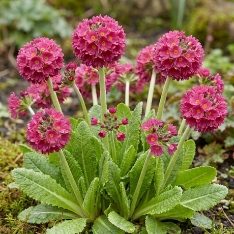Set of 3 or 6 Primula Denticulata Deep Rose Hardy Perennial Plants, Spring Flowering, Outdoor Garden Ready, 1 Litre Root-Ball - Frankton's