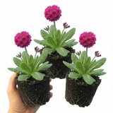 Set of 3 or 6 Primula Denticulata Deep Rose Hardy Perennial Plants, Spring Flowering, Outdoor Garden Ready, 1 Litre Root-Ball - Frankton's