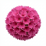 Set of 3 or 6 Primula Denticulata Deep Rose Hardy Perennial Plants, Spring Flowering, Outdoor Garden Ready, 1 Litre Root-Ball - Frankton's