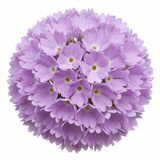 Set of 3 or 6 Primula Denticulata Lilac Drumstick Primrose Plants, Hardy Perennial, Bee Friendly Spring Flowering, Outdoor Garden Ready, 1 Litre Root-Ball - Frankton's