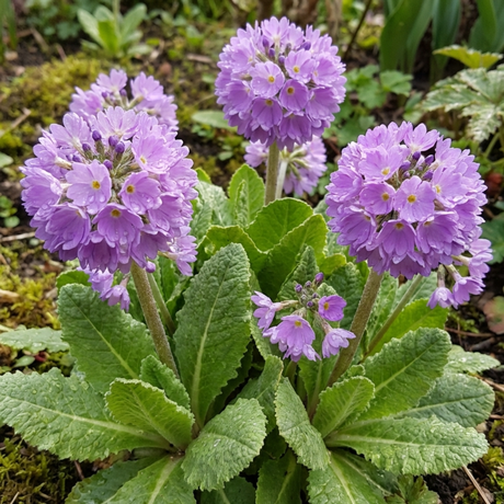 Set of 3 or 6 Primula Denticulata Lilac Drumstick Primrose Plants, Hardy Perennial, Bee Friendly Spring Flowering, Outdoor Garden Ready, 1 Litre Root-Ball - Frankton's