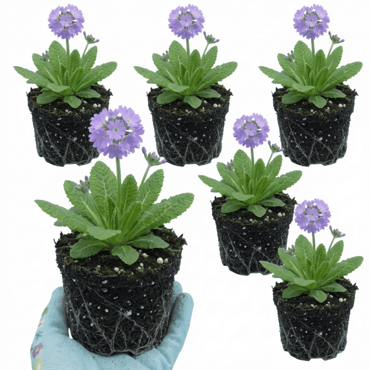 Set of 3 or 6 Primula Denticulata Lilac Drumstick Primrose Plants, Hardy Perennial, Bee Friendly Spring Flowering, Outdoor Garden Ready, 1 Litre Root-Ball - Frankton's