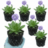 Set of 3 or 6 Primula Denticulata Lilac Drumstick Primrose Plants, Hardy Perennial, Bee Friendly Spring Flowering, Outdoor Garden Ready, 1 Litre Root-Ball - Frankton's