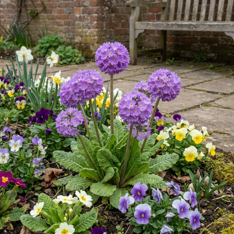 Set of 3 or 6 Primula Denticulata Lilac Drumstick Primrose Plants, Hardy Perennial, Bee Friendly Spring Flowering, Outdoor Garden Ready, 1 Litre Root-Ball - Frankton's