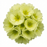 Set of 3 or 6 Primula Little Queen Lime Hardy Perennial Plants, Bee Friendly Spring Flowering, Outdoor Cottage Garden Ready, 1 Litre Root-Ball - Frankton's