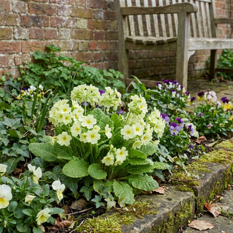 Set of 3 or 6 Primula Little Queen Lime Hardy Perennial Plants, Bee Friendly Spring Flowering, Outdoor Cottage Garden Ready, 1 Litre Root-Ball - Frankton's