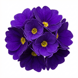 Set of 3 or 6 Primula Little Queen Violet Hardy Perennial Plants, Bee Friendly Spring Flowering, Outdoor Garden Ready, 1 Litre Root-Ball - Frankton's