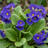 Set of 3 or 6 Primula Little Queen Violet Hardy Perennial Plants, Bee Friendly Spring Flowering, Outdoor Garden Ready, 1 Litre Root-Ball - Frankton's