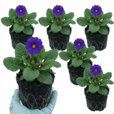 Set of 3 or 6 Primula Little Queen Violet Hardy Perennial Plants, Bee Friendly Spring Flowering, Outdoor Garden Ready, 1 Litre Root-Ball - Frankton's