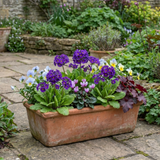 Set of 3 or 6 Primula Little Queen Violet Hardy Perennial Plants, Bee Friendly Spring Flowering, Outdoor Garden Ready, 1 Litre Root-Ball - Frankton's