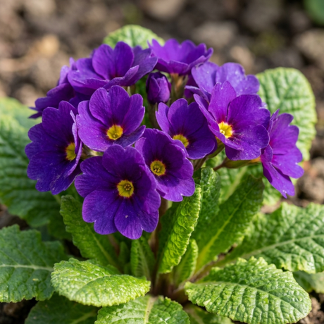 Set of 3 or 6 Primula Little Queen Violet Hardy Perennial Plants, Bee Friendly Spring Flowering, Outdoor Garden Ready, 1 Litre Root-Ball - Frankton's