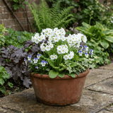 Set of 3 or 6 Primula Little Queen White Hardy Perennial Plants, Spring Flowering, Outdoor Garden Ready, 1 Litre Root-Ball - Frankton's