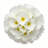 Set of 3 or 6 Primula Little Queen White Hardy Perennial Plants, Spring Flowering, Outdoor Garden Ready, 1 Litre Root-Ball - Frankton's