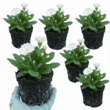 Set of 3 or 6 Primula Little Queen White Hardy Perennial Plants, Spring Flowering, Outdoor Garden Ready, 1 Litre Root-Ball - Frankton's