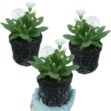 Set of 3 or 6 Primula Little Queen White Hardy Perennial Plants, Spring Flowering, Outdoor Garden Ready, 1 Litre Root-Ball - Frankton's