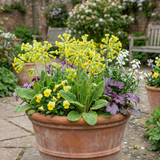 Set of 3 or 6 Primula Veris Lime with Orange Plants, Hardy Spring Flowering Perennial, 11cm Root-Ball - Frankton's