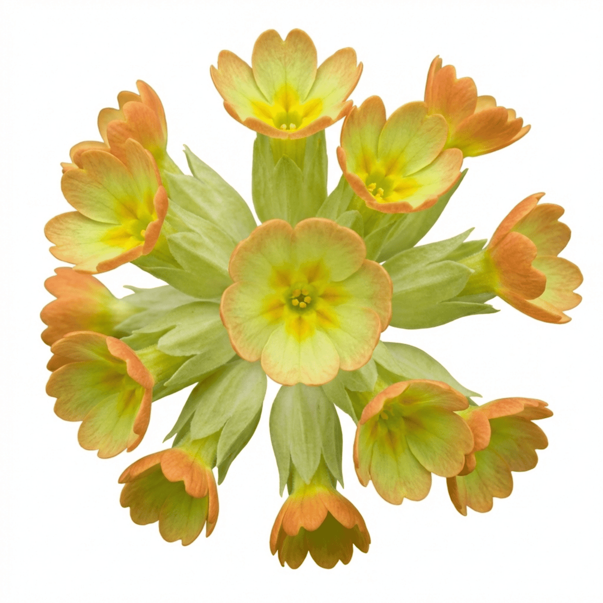 Set of 3 or 6 Primula Veris Lime with Orange Plants, Hardy Spring Flowering Perennial, 11cm Root-Ball - Frankton's